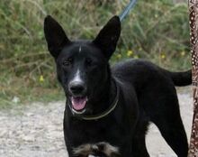 RAFI, Hund, Mischlingshund in Bulgarien - Bild 2
