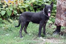 RAFI, Hund, Mischlingshund in Bulgarien - Bild 4