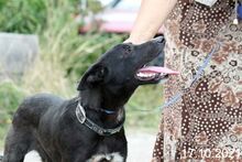 RAFI, Hund, Mischlingshund in Bulgarien - Bild 5