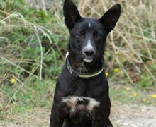 RAFI, Hund, Mischlingshund in Bulgarien - Bild 7