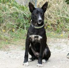 RAFI, Hund, Mischlingshund in Bulgarien - Bild 9