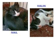 IVAIL, Katze, Europäisch Kurzhaar in Edemissen - Bild 1