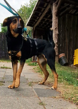 MAX, Hund, Mischlingshund in Mettmann - Bild 15