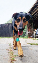 MAX, Hund, Mischlingshund in Mettmann - Bild 16