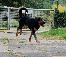 MAX, Hund, Mischlingshund in Mettmann - Bild 17