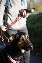 MAX, Hund, Mischlingshund in Mettmann - Bild 6