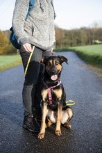 MAX, Hund, Mischlingshund in Mettmann - Bild 9