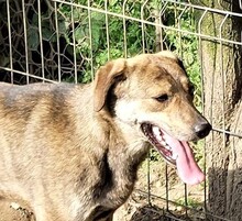 PETRIE, Hund, Mischlingshund in Rumänien - Bild 1
