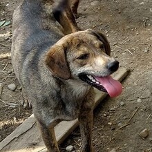 PETRIE, Hund, Mischlingshund in Rumänien - Bild 2