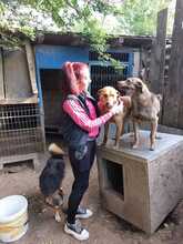 PETRIE, Hund, Mischlingshund in Rumänien - Bild 3