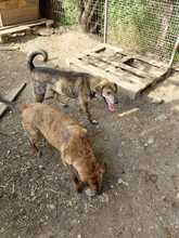 PETRIE, Hund, Mischlingshund in Rumänien - Bild 4