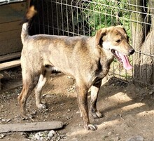 PETRIE, Hund, Mischlingshund in Rumänien - Bild 5