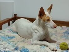 PISTA, Hund, Podenco-Mix in Spanien - Bild 2