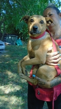 BOSSIKA, Hund, Mischlingshund in Ungarn - Bild 14