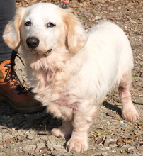 BROWIE, Hund, Mischlingshund in Zypern - Bild 3