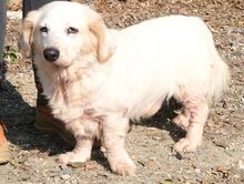 BROWIE, Hund, Mischlingshund in Zypern - Bild 4