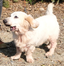 BROWIE, Hund, Mischlingshund in Zypern - Bild 6