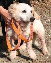 BROWIE, Hund, Mischlingshund in Zypern - Bild 7