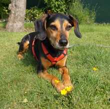 ULF, Hund, Mischlingshund in Kiel - Bild 1