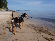 ULF, Hund, Mischlingshund in Kiel - Bild 10