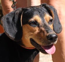 ULF, Hund, Mischlingshund in Kiel - Bild 11