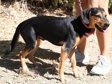 ULF, Hund, Mischlingshund in Kiel - Bild 12