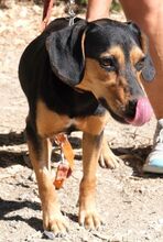 ULF, Hund, Mischlingshund in Kiel - Bild 14