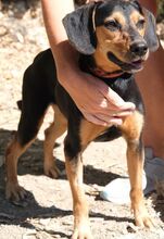 ULF, Hund, Mischlingshund in Kiel - Bild 15
