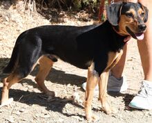 ULF, Hund, Mischlingshund in Kiel - Bild 16