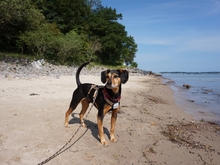 ULF, Hund, Mischlingshund in Kiel - Bild 2