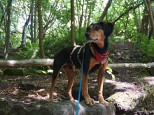 ULF, Hund, Mischlingshund in Kiel - Bild 3