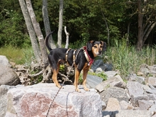 ULF, Hund, Mischlingshund in Kiel - Bild 4