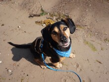 ULF, Hund, Mischlingshund in Kiel - Bild 5