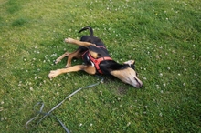 ULF, Hund, Mischlingshund in Kiel - Bild 6