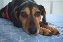 ULF, Hund, Mischlingshund in Kiel - Bild 7