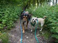 ULF, Hund, Mischlingshund in Kiel - Bild 8