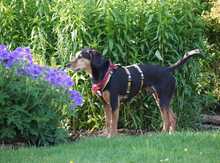ULF, Hund, Mischlingshund in Kiel - Bild 9