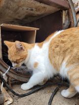 SIRPATCHES, Katze, Europäisch Kurzhaar in Bulgarien - Bild 3