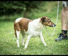 TEREZA, Hund, Foxterrier in Ungarn - Bild 2
