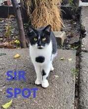 SIRSPOT, Katze, Europäisch Kurzhaar in Bulgarien - Bild 1