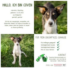 COVEN, Hund, Mischlingshund in Gemünden - Bild 1