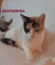 EKATHERINA, Katze, Europäisch Kurzhaar in Herdecke - Bild 1