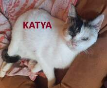 KATYA, Katze, Europäisch Kurzhaar in Herdecke - Bild 1