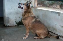 VALENTINO, Hund, Mischlingshund in Italien - Bild 3