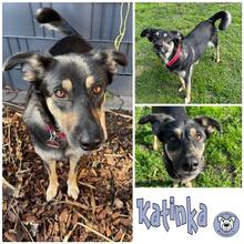 KATINKA, Hund, Mischlingshund in Westoverledingen - Bild 1