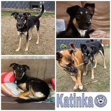 KATINKA, Hund, Mischlingshund in Westoverledingen - Bild 2