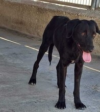LOLA, Hund, Mischlingshund in Spanien - Bild 1