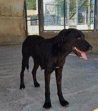 LOLA, Hund, Mischlingshund in Spanien - Bild 2