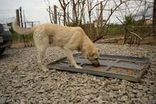 RUBEN, Hund, Mischlingshund in Rumänien - Bild 1