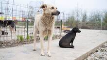 RUBEN, Hund, Mischlingshund in Rumänien - Bild 2